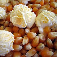 Mushroom Popcorn Kernels 20 Lbs