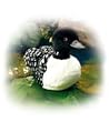 Common Loon - Audubon Plush Bird (Authentic Bird Sound)