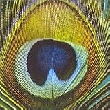 Paradise Peacock Beverage Napkins 5428