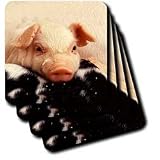 Farm Animals - Piglets - Coasters
