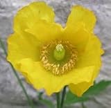 100 Yellow Meconopsis Cambrica Welsh Poppy Flower Seeds - One Stop Poppy Shoppe® Brand.