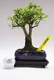 31aj%2BWAz8hL. SL160  BONSAI TREE