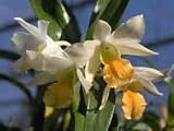 Dendrobium Thai Jasmine 1388H