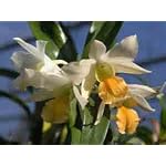 Dendrobium Thai Jasmine 1388H