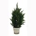 Atticks T211 32 in. Italian Cedar Tree In Pot