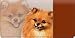   - Personal Checkbook Covers: Pomeranian Dog Checkbook Cover
