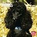 poodle1 - Toy Miniature Poodles 2010 Wall Calendar