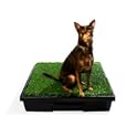 Pet Loo Indoor Dog Yard, Small
