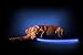 ILLUMISEEN LED Light Up Dog Leash | Ultra High Visibility Up to 350 Yards | 3 Lighting Modes | USB Rechargeable, No Batteries Needed | Padded Handle & Rotating Swivel Clasp to Prevent Leash Tangling