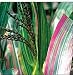 Seed Savers Exchange 616 Organic Open Pollinated Corn Seeds, Japonica Striped Maize, 25 Seeds Packet