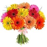 Flowers - Crazy Daisy