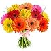 Flowers - Crazy Daisy