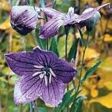 Amazon / Hirts: Seed; Perennials: Organic Balloon Flower - 150 Seeds - Platycodon