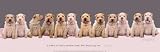 Life Goes On Animals Art Poster Print by Keith Kimberlin, 36x12