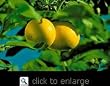 Semi Dwarf Redblush Grapefruit Tree Five Gallon