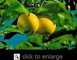 Semi Dwarf Redblush Grapefruit Tree Five Gallon