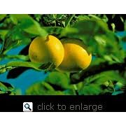 Semi Dwarf Redblush Grapefruit Tree Five Gallon by 