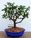 2CHIXGIFTS DWARF BABY JADE-MED