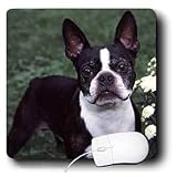 Dogs Boston Terrier - Boston Terrier Duke - Mouse Pads