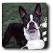 boston_terrier18boston terrier - Dogs Boston Terrier Boston Terrier Duke Mouse Pads