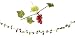 Grapevine Cluster String Light Set