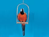 Parrot Collectible Bird Figurine Parakeet Decoration Statue Model New