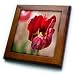 A Very Close Up of a Red Bulb Flower With a Yellow Center and Blurred Background of Green - 8x8 Framed Tile