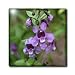 Purple False Foxglove, foxglove looking flower - 6 Inch Glass Tile