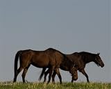 Linda Shier Tranquil Horse Barn 13X19 with Double Mat