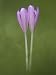 Flowers of Naked Lady or Autumn Crocus, Colchicum Autumnale Photographic Poster Print by Joe Petersburger, 30x40