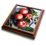 Fruit Food - Apple - Trivets