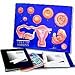 Hubbard Cell to Embryo Plaque