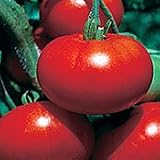 Organic Red Calabash Slicing Tomato Plant - ORDER NOW ! - B001LZZDOG