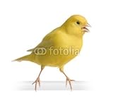 Wallmonkeys Peel and Stick Wall Decals - Yellow Canary - Serinus Canaria on Its Perch - 18