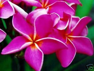 Plumeria 5 Seeds Pink Rare