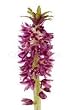 Red pineapple lily (Eucomis'Tugela Ruby') (2 seeds) Fragrant & long lasting