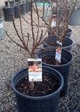 Southern Belle Dwarf Nectarine Tree, Five Gallon Container