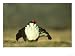Blackcock, Lyrurus Tetrix, Strathspey, Scotland Photographic Poster Print by Mark Ham...