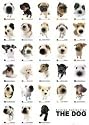 Animals Posters: The Dog - Collection Poster - 61 x 91 cm