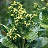 Organic Hopi Ceremonial Tobacco - 100 Seeds - Annual