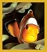 Clownfish Bookmark