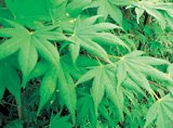 Review   / 1.5m Jpanese Maple Plant - Acer Palmatum Osakazuki