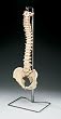 `Vertebral Column - Model `Vertebral Column - Model