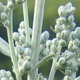 Prairie Sage (Artemisia ludoviciana) - Jumbo Wildflower Seed Packet
