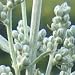 Prairie Sage (Artemisia ludoviciana) - Jumbo Wildflower Seed Packet