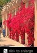 Bougainvillea San Diego Red One Gallon Plant