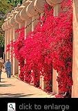 Bougainvillea San Diego Red One Gallon Plant