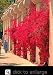 Bougainvillea San Diego Red One Gallon Plant