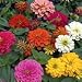 Zinnia elegans (Zinnia) - Bulk Wildflower Seeds