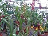 Economy Oncidium Alliance Hybrid.